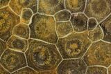 Polished Fossil Coral (Actinocyathus) - Morocco #100716-1